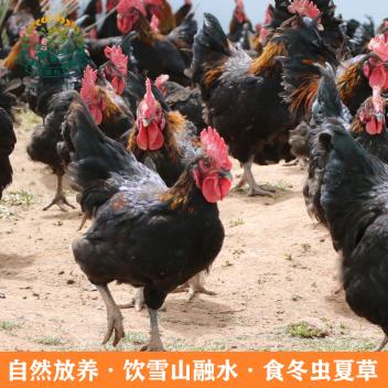 狼缠牧场高原芦花鸡生鲜肉(约3斤)